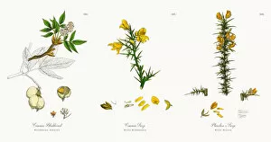 Images Dated 6th December 2017: Common Bladdernut, Staphylea pinnata, Victorian Botanical Illustration, 1863
