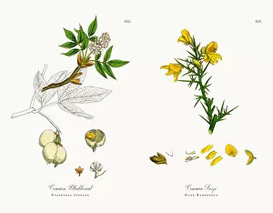 Images Dated 4th December 2017: Common Bladdernut, Staphylea pinnata, Victorian Botanical Illustration, 1863