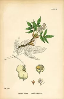 Images Dated 16th March 2017: Common Bladdernut, Staphylea pinnata, Victorian Botanical Illustration, 1863