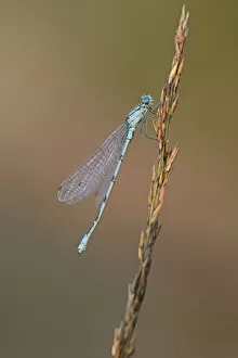 Images Dated 17th September 2014: Common Blue Damselfly or Northern Bluet -Enallagma cyathigerum-, Emsland, Lower Saxony, Germany