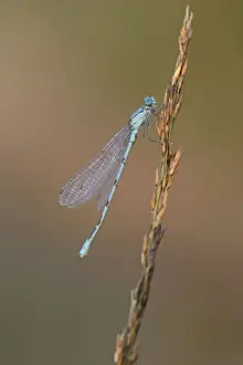 Common Blue Damselfly or Northern Bluet -Enallagma cyathigerum-, Emsland, Lower Saxony, Germany