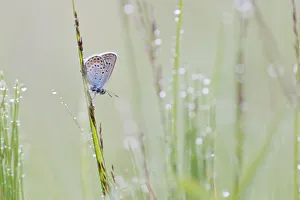 Images Dated 4th July 2013: Common Blue -Polyommatus icarus- on a blade of grass