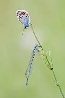 Common Blue -Polyommatus icarus- and a Blue-tailed Damselfly -Ischnura elegans- on a blade of grass, North Hesse, Hesse