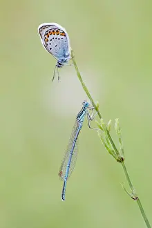 Grass Blade Prints: Common Blue -Polyommatus icarus- and a Blue-tailed Damselfly -Ischnura elegans- on a blade of grass