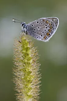 Images Dated 16th August 2014: Common Blue -Polyommatus icarus-, Burgenland, Austria