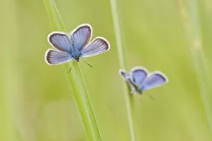Images Dated 24th June 2013: Common Blue -Polyommatus icarus- two butterflies perched on blades of grass, North Hesse, Hesse
