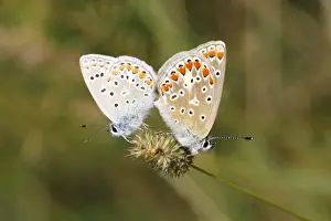 Nordrhein Westfalen Prints: Common Blue -Polyommatus icarus- butterflies mating on a grass flower