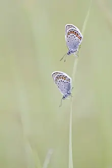 Common Blue -Polyommatus icarus- two butterflies perched on a blade of grass, North Hesse, Hesse, Germany