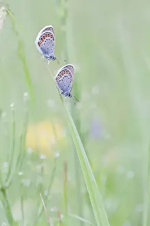 Grass Blade Prints: Common Blue -Polyommatus icarus- two butterflies perched on a blade of grass