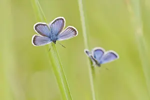Common Blue -Polyommatus icarus- two butterflies perched on blades of grass, North Hesse, Hesse, Germany