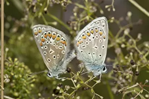 Common Blue -Polyommatus icarus-, copula, left female, right male, Neresheim, Baden-Wuerttemberg, Germany, Europe