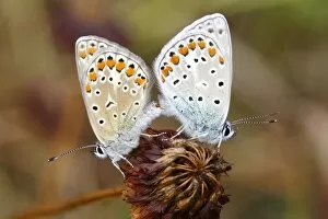 Friedhelm Adam Nature Photography Gallery: Common Blue (Polyommatus icarus), mating