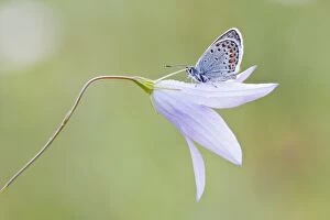 Common Blue -Polyommatus icarus- perched on a Bellflower -Campanula-, North Hesse, Hesse, Germany