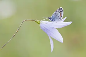 Campanula Prints: Common Blue -Polyommatus icarus- perched on a Bellflower -Campanula