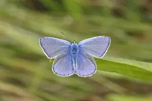 Common Blue -Polyommatus icarus- perched on a blade of grass, Altenseelbach, Neunkirchen, North Rhine-Westphalia, Germany