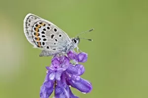 Images Dated 4th July 2013: Common Blue -Polyommatus icarus- perched on a flower