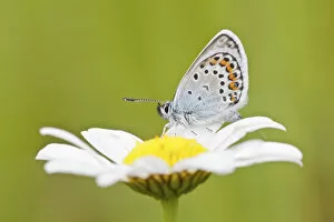 Images Dated 24th June 2013: Common Blue -Polyommatus icarus- perched on the flower of an oxeye daisy -Leucanthemum vulgare