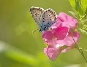 Common Blue -Polyommatus icarus- sucking nectar, Thuringia, Germany