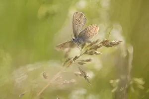 Common Blue -Polyommatus icarus-, Thuringia, Germany