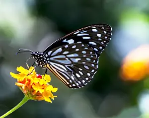 The Common Blue Tiger (Tirumala limniace)