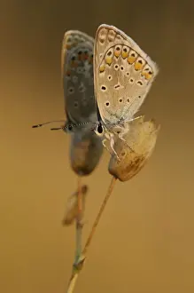 Common Blues (Lycaenidae) at sunrise