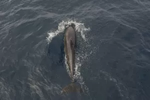 Images Dated 27th December 2012: Common Bottlenose Dolphin -Tursiops truncatus-, Floreana, Galapagos Islands, Ecuador