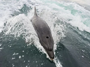 Common bottlenose dolphin -Tursiops truncatus- in Walvis Bay, Namibia