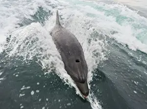 Splash Prints: Common bottlenose dolphin -Tursiops truncatus- in Walvis Bay, Namibia