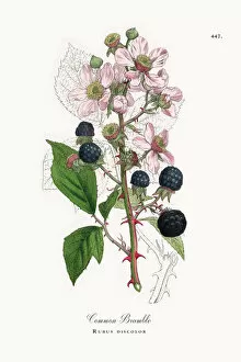 Images Dated 31st May 2018: Common Bramble, Rubus discolor, Victorian Botanical Illustration, 1863
