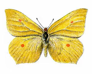Common brimstone, Gonepteryx rhamni, Butterfly, Insects, Wildlife art