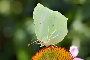 Coneflower Prints: Common Brimstone -Gonepteryx rhamni- on flower of purple coneflower -Echinacea purpurea-