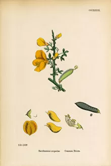 Images Dated 7th June 2017: Common Broom, Sarothamnus scoparius, Victorian Botanical Illustration, 1863