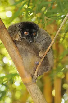 Monkeys Prints: Common Brown Lemur (Eulemur fulvus fulvus), male, sitting on branch, Madagascar, Africa