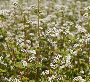 Images Dated 8th July 2011: Common Buckwheat -Fagopyrum esculentum-, flowering, Franconia, Bavaria, Germany, Europe