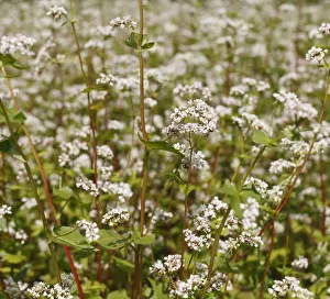 Spermatophyte Gallery: Common Buckwheat -Fagopyrum esculentum-, flowering, Franconia, Bavaria, Germany, Europe