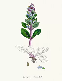 English Botany, or Coloured figures of British Plants Collection: Common Bugle plant