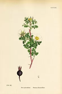 Images Dated 2nd June 2018: Common Burnet-Rose, rosa spinosissima, Victorian Botanical Illustration, 1863