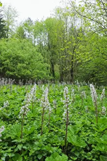 Asteridae Prints: Common Butterbur (Petasites hybridus) in a swamp, Baden-Wuerttemberg, Germany, Europe