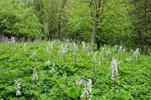 Daisy Family Gallery: Common Butterbur (Petasites hybridus) in a swamp, Baden-Wuerttemberg, Germany, Europe