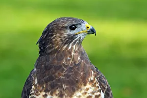 Hawk Bird Collection: Common Buzzard (Buteo buteo)
