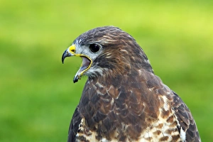 Hawk Bird Collection: Common Buzzard (Buteo buteo), calling