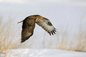 Diurnal Bird Of Prey Gallery: Common Buzzard -Buteo buteo- in flight over a reed habitat in winter