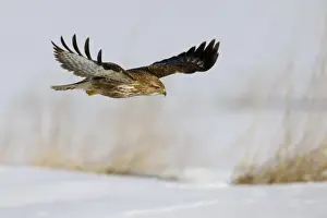 Spreading Wings Prints: Common Buzzard -Buteo buteo- in flight over a reed habitat in winter