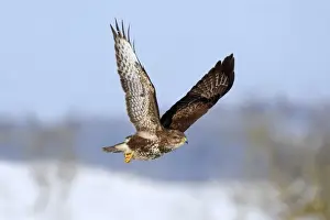 Common Buzzard -Buteo buteo- in flight over a snow-covered landscape, Swabian Alb biosphere reserve, Baden-Wurttemberg, Germany
