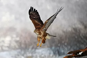 Flying Gallery: Common Buzzard -Buteo buteo- flying, winter, Germany