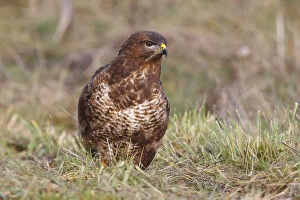 Images Dated 27th December 2013: Common Buzzard -Buteo buteo- in grass, North Rhine-Westphalia, Germany