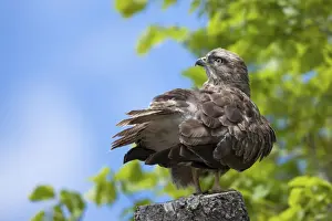 Tree Stump Prints: Common Buzzard -Buteo buteo- perched on a tree stump near Meersburg