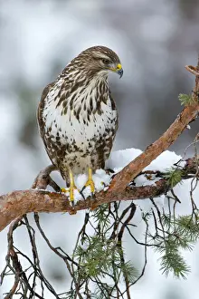 Hawk Prints: Common Buzzard -Buteo buteo-, Tyrol, Austria