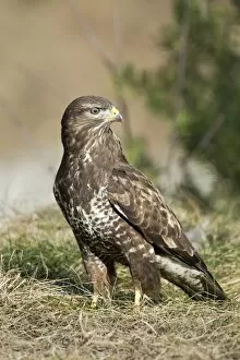 Images Dated 7th February 2014: Common Buzzard -Buteo buteo-, Tyrol, Austria