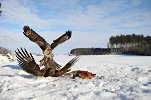 Catching Prints: Common buzzards (Buteo buteo) in dispute over a brown hare